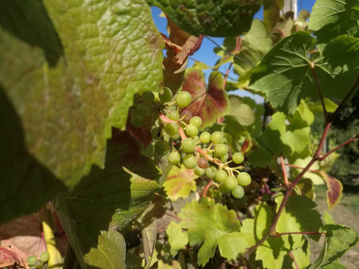 Bauernpräsident warnt: Deutscher Weinbau steckt in tiefster Krise - bei Kurznachrichten Plus