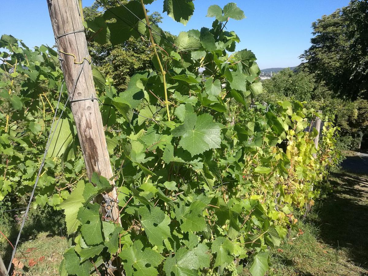 Deutsches Weininstitut will am Titel „Weinkönigin“ festhalten - bei Kurznachrichten Plus