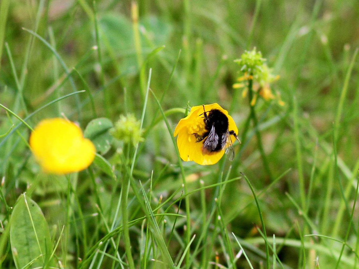 Agrarminister Schmidt kritisiert Studie zu Insektensterben - bei Kurznachrichten Plus