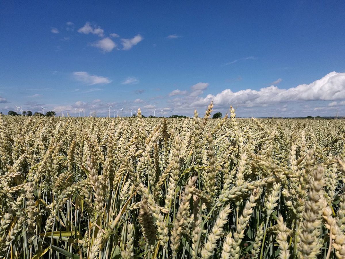 Weniger Anbaufläche für Sommergetreide erwartet - bei Kurznachrichten Plus