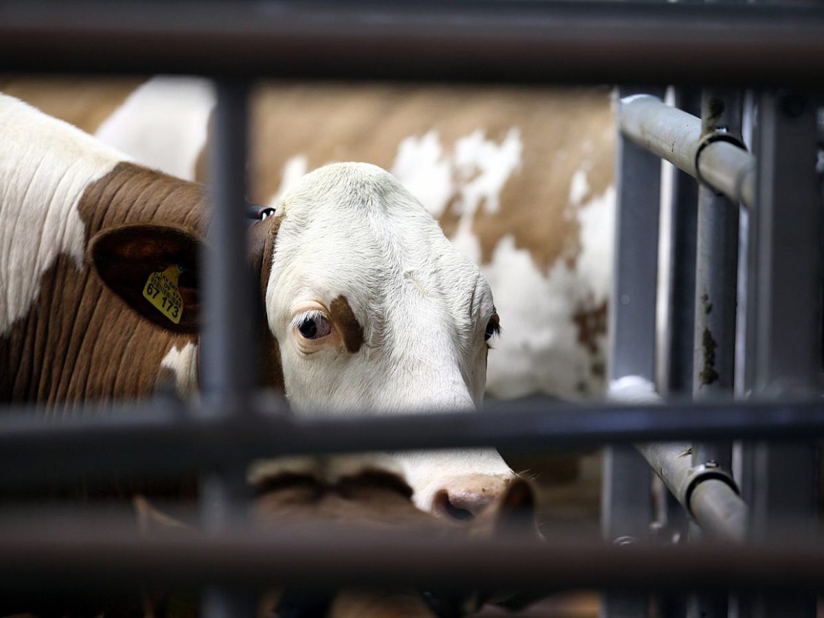 Agrarministerium legt Eckpunkte zum Umbau der Tierhaltung vor - bei Kurznachrichten Plus