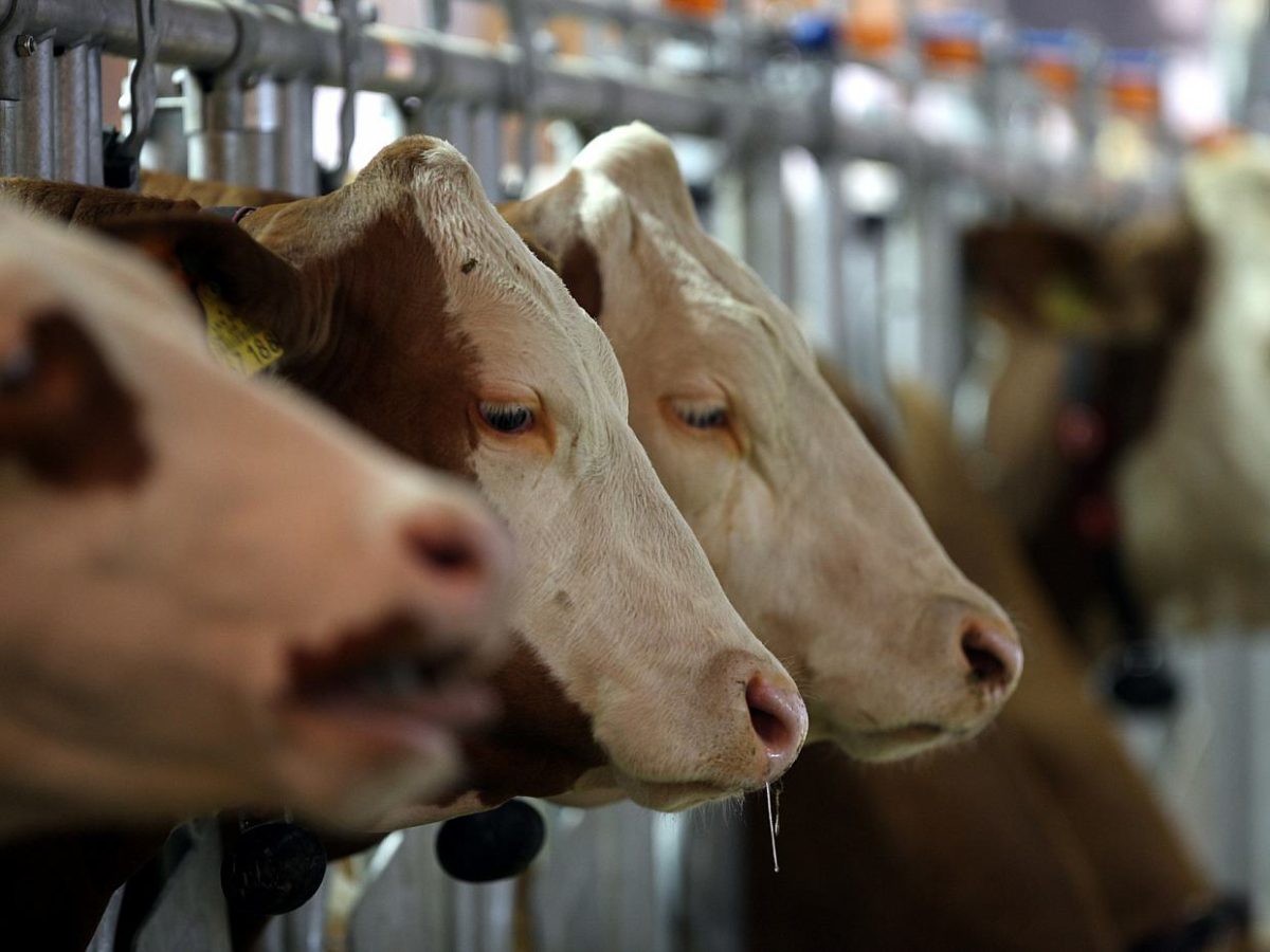 5.600 Milchbauern haben seit Abschaffung der Milchquote aufgegeben - bei Kurznachrichten Plus