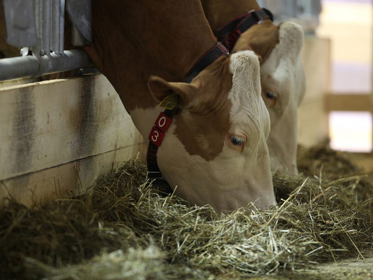 Einsatz von Antibiotika in Tierställen kaum zurückgegangen - bei Kurznachrichten Plus