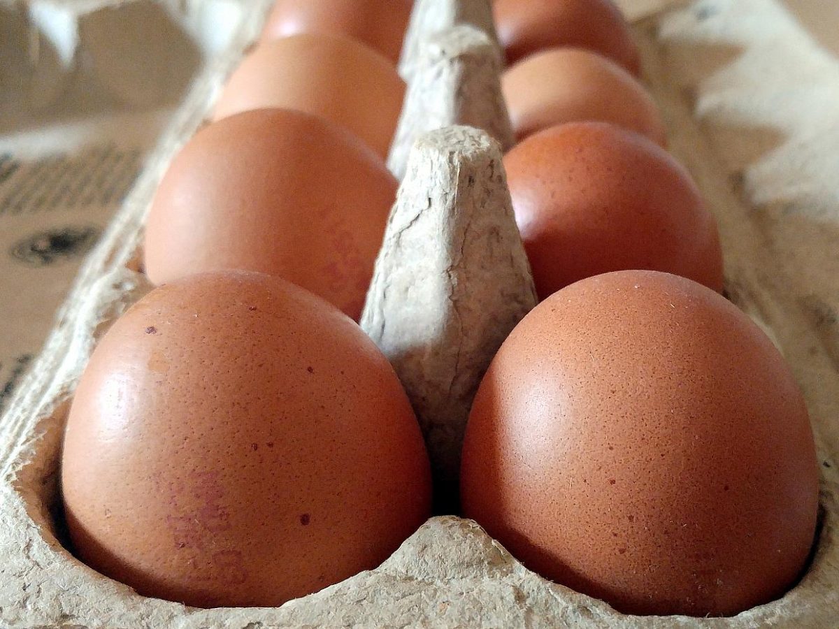 Eier-Skandal: Hoher Millionenschaden für Bauern erwartet - bei Kurznachrichten Plus