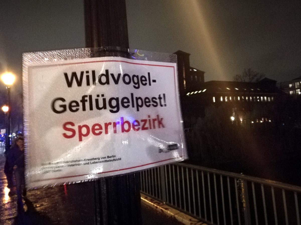 Erneut Geflügelpest bei Wildvögeln in Deutschland nachgewiesen - bei Kurznachrichten Plus