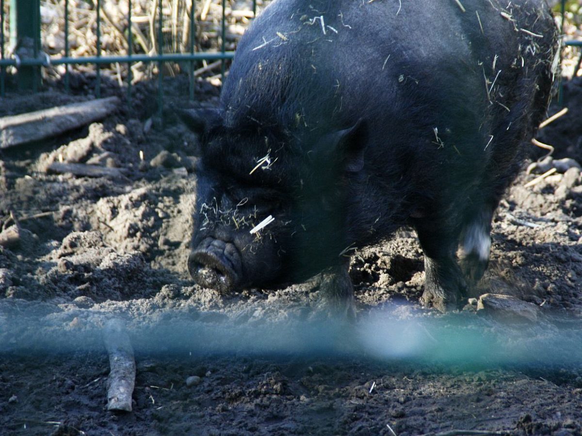 Schweinebestand sinkt auf neuen Tiefstwert - bei Kurznachrichten Plus