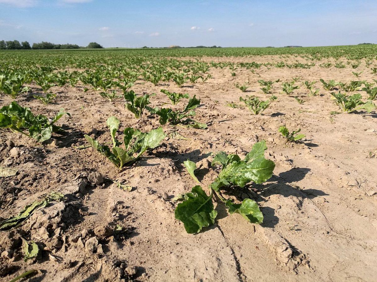 Landwirtschaftsminister aus 65 Staaten wollen Hunger bekämpfen - bei Kurznachrichten Plus