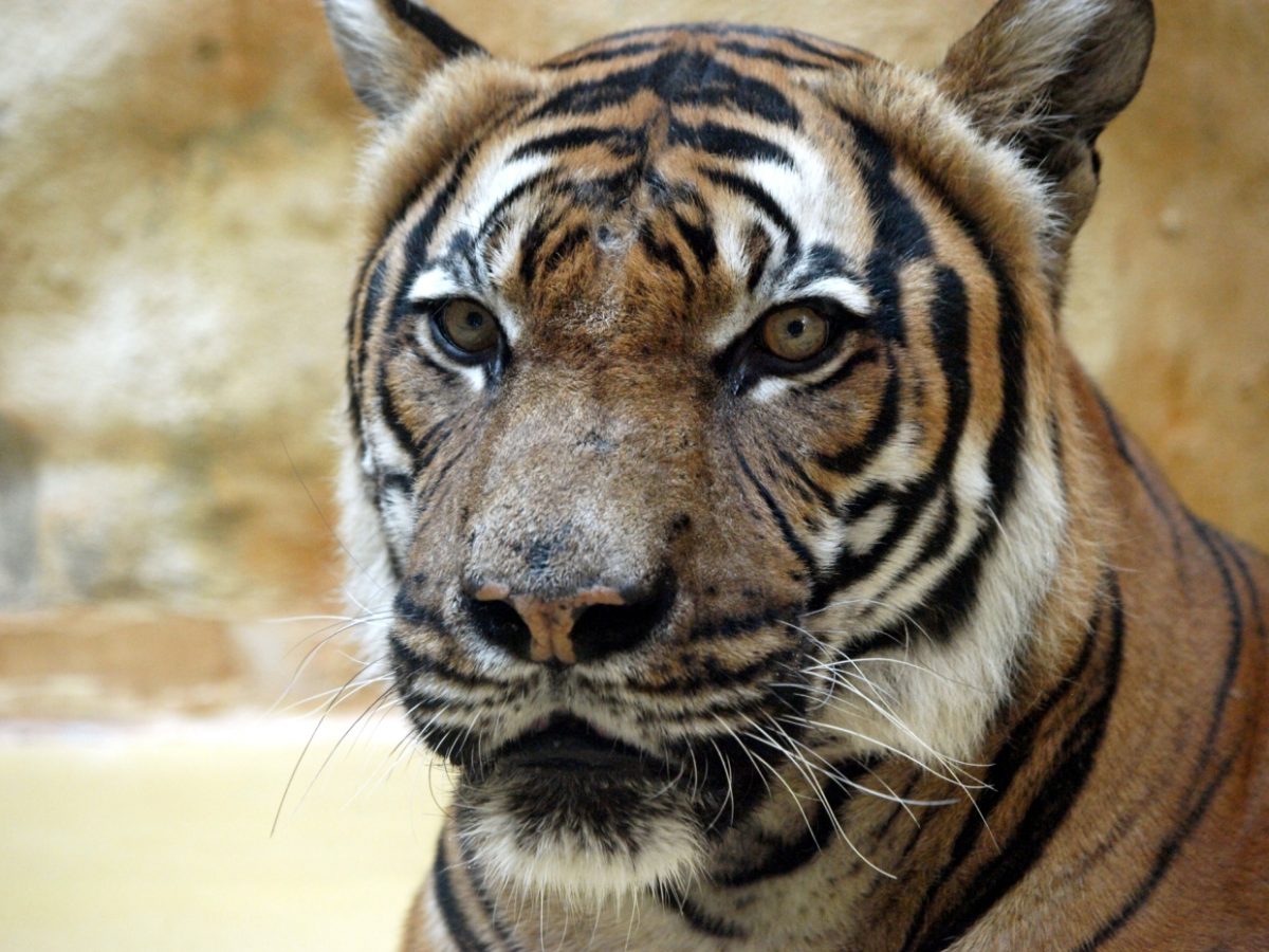 Tierpfleger: Lockdown hatte spürbare Auswirkungen auf Zootiere - bei Kurznachrichten Plus