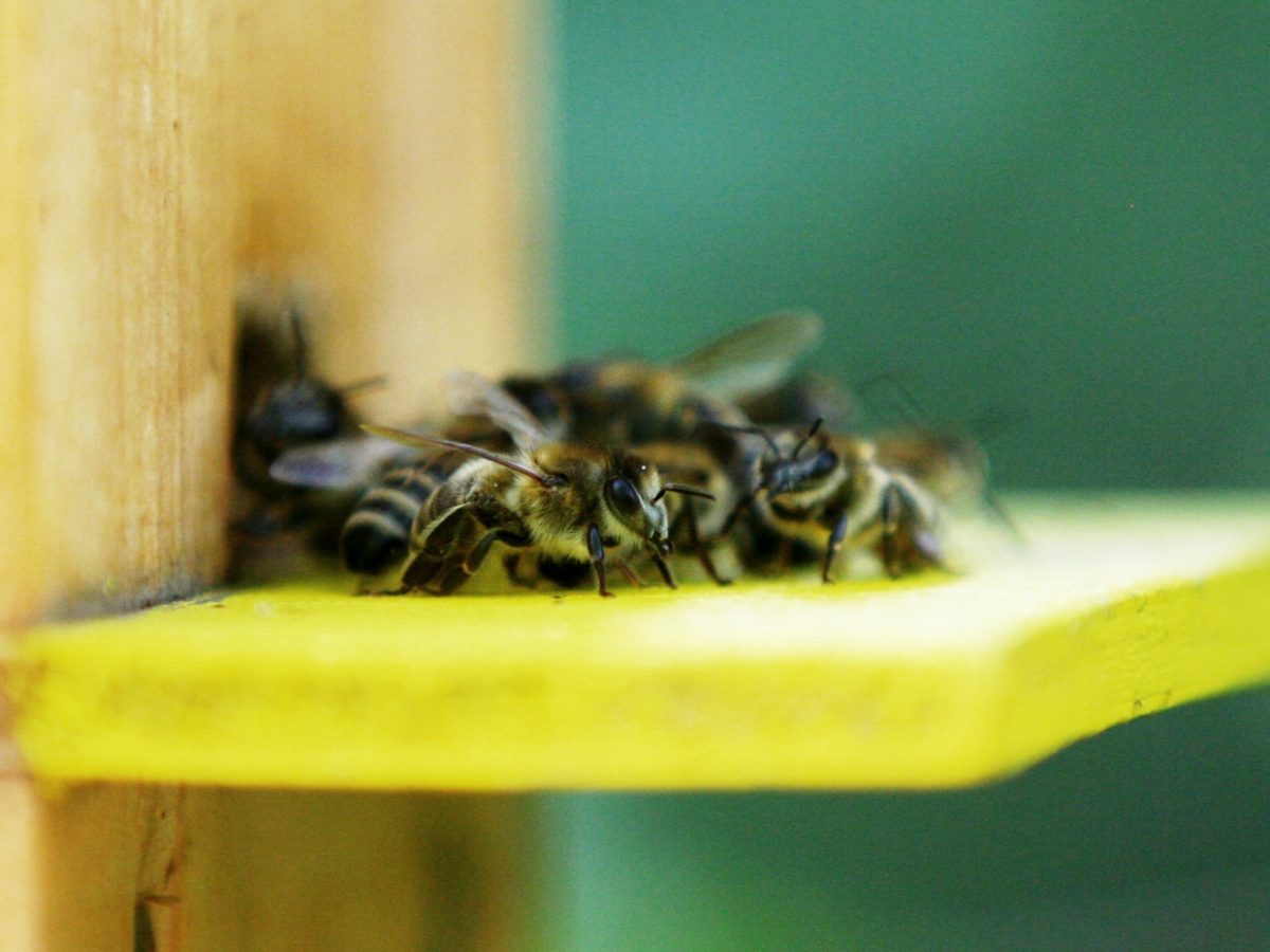 Imkerbund: Bienen nicht mit Honig füttern - bei Kurznachrichten Plus