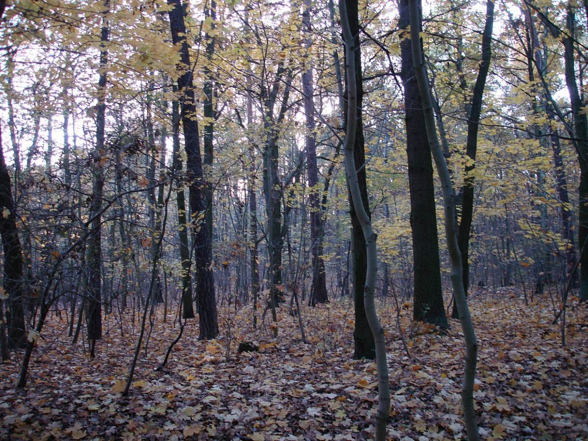 Keine staatliche Hilfe für Waldbesitzer in Sachsen-Anhalt - bei Kurznachrichten Plus