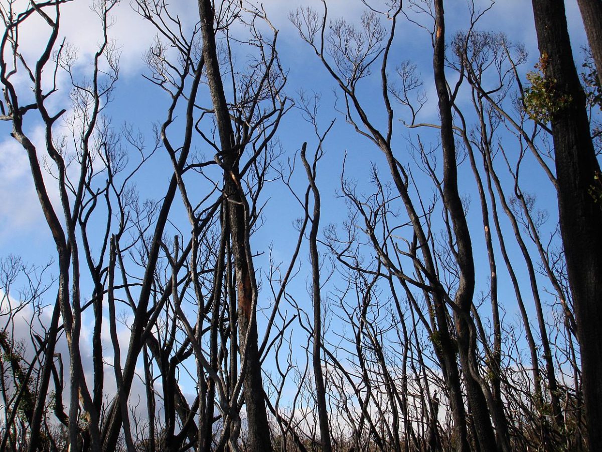 Klimaforscher Latif erwartet mehr Waldbrände - bei Kurznachrichten Plus