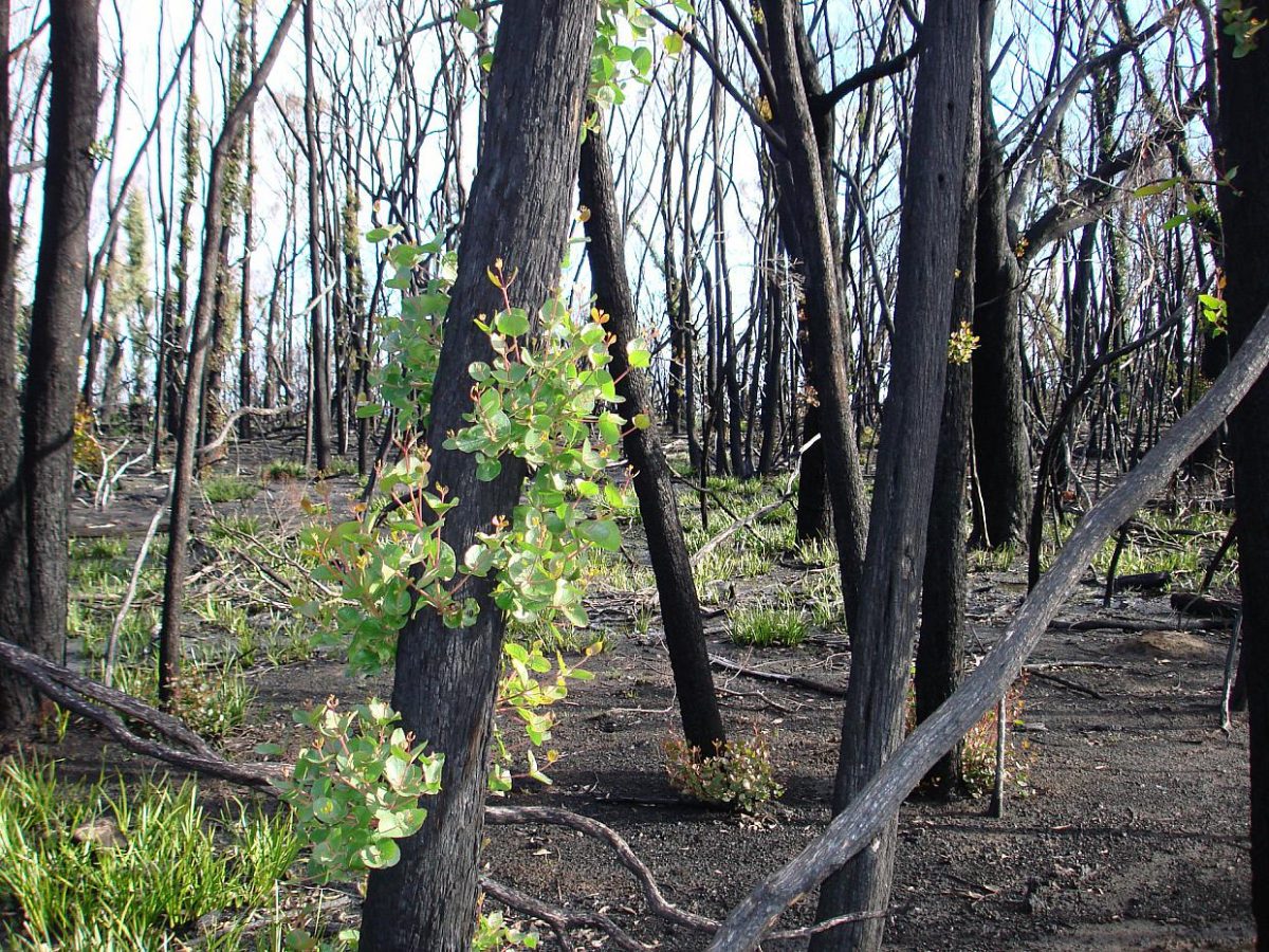 Experte fürchtet Verschärfung der Klimakrise durch Waldbrände - bei Kurznachrichten Plus