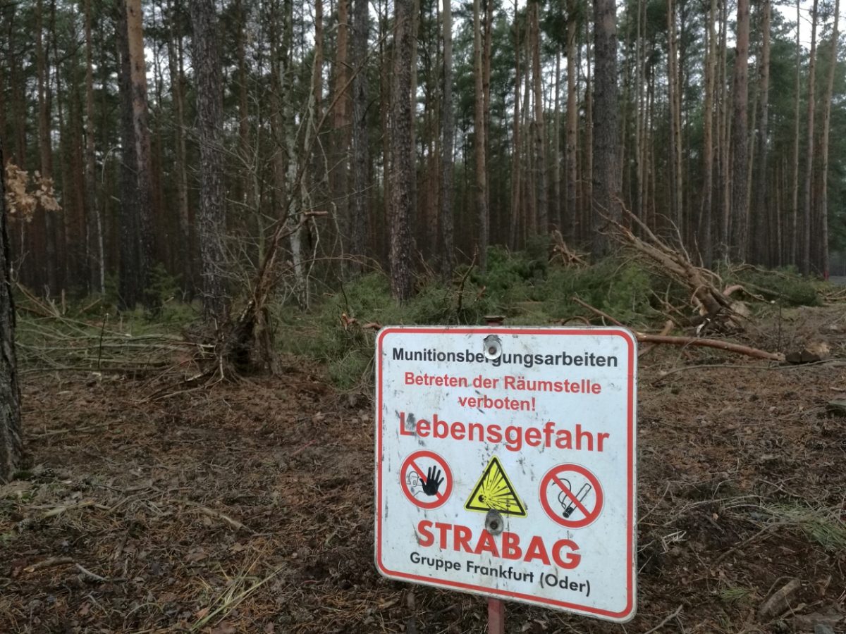 BDI-Präsident kritisiert Rodungsstopp für Tesla-Fabrik in Brandenburg - bei Kurznachrichten Plus