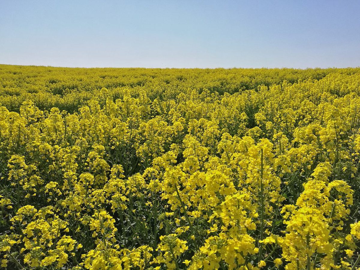 Erzeugerpreise landwirtschaftlicher Produkte steigen weiter - bei Kurznachrichten Plus