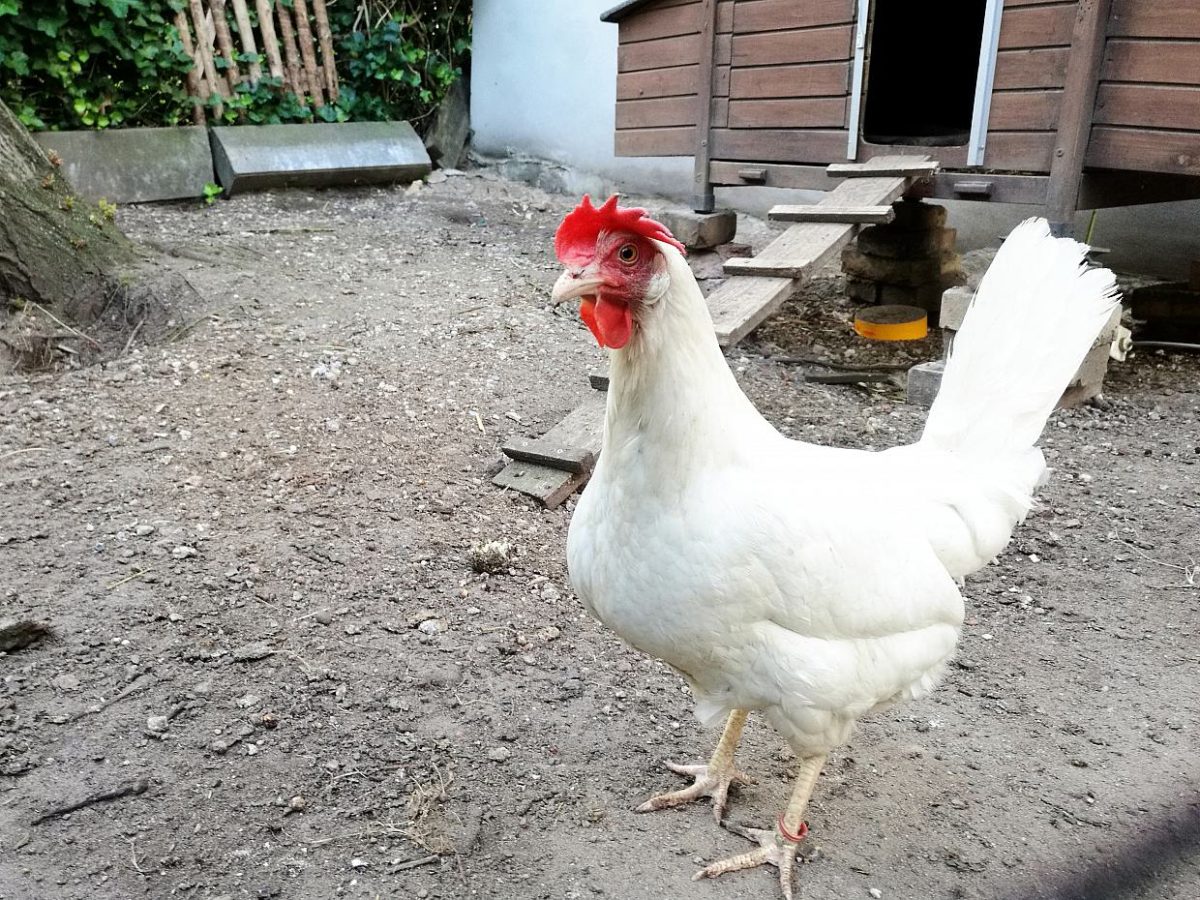 Staatliche Tierseuchenexperten von Vogelgrippe-Ausbruch alarmiert - bei Kurznachrichten Plus