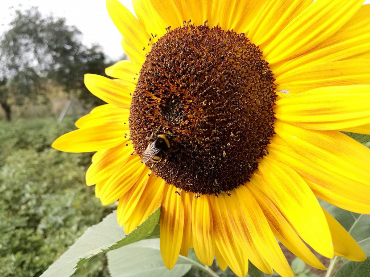 Grüne fordern „Paris-Moment“ bei UN-Biodiversitätskonferenz - bei Kurznachrichten Plus