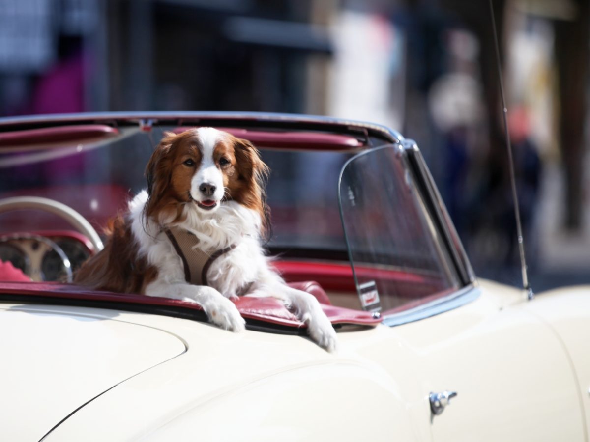 Rekordeinnahmen aus Hundesteuer im Jahr 2020 - bei Kurznachrichten Plus