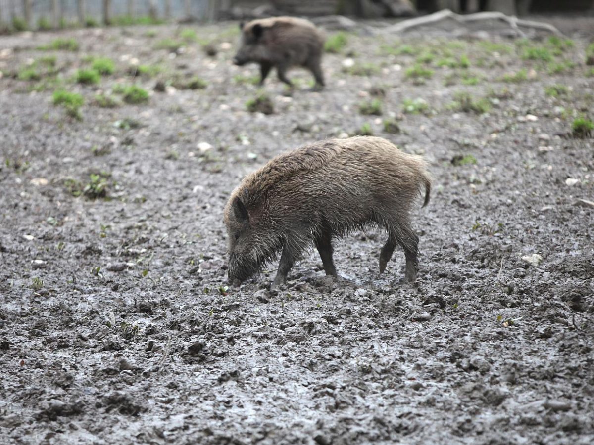 Über 4.000 Schweinepest-Nachweise in Deutschland - bei Kurznachrichten Plus