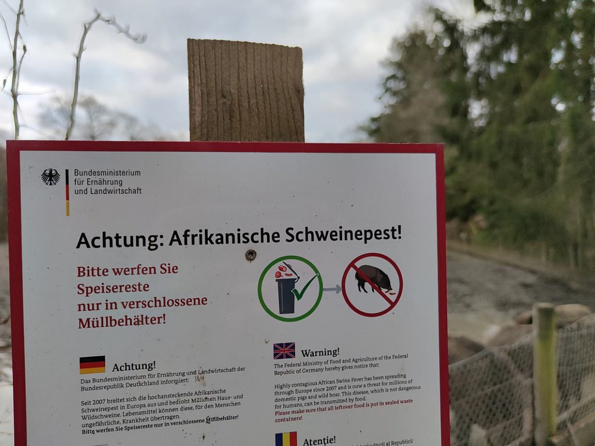 Dritter Fall von Afrikanischer Schweinepest in Deutschland - bei Kurznachrichten Plus