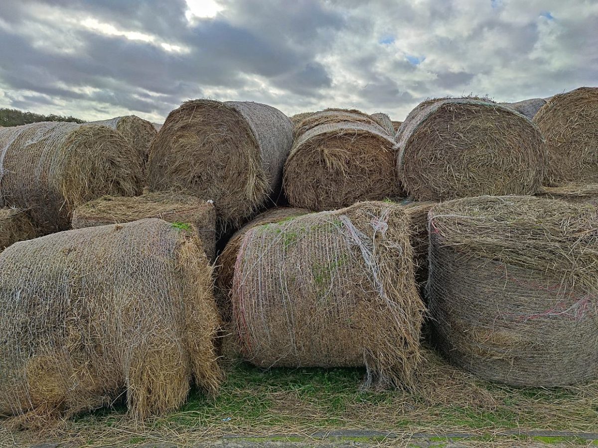 Weltnaturschutzunion drängt auf nachhaltigere Landwirtschaft - bei Kurznachrichten Plus