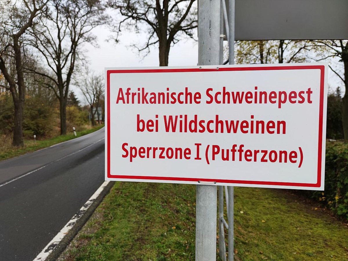 Schweinepest bei Wildschein in Mecklenburg-Vorpommern nachgewiesen - bei Kurznachrichten Plus