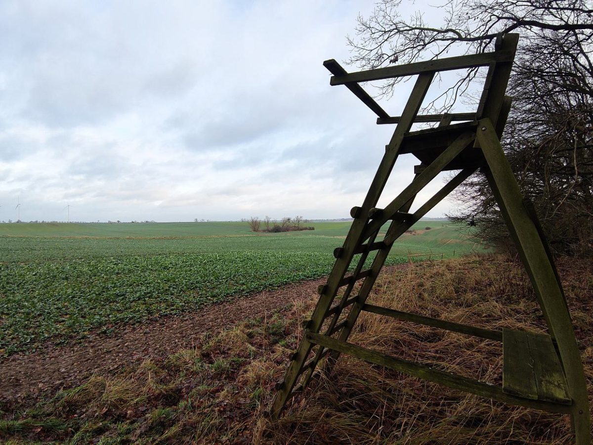 Landkreistag will „Abschusspläne“ zur Jagd von Wölfen - bei Kurznachrichten Plus