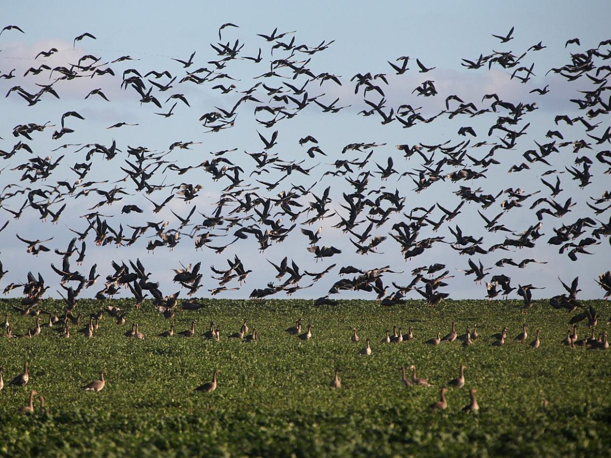 WHO schätzt Gefahr durch Vogelgrippe derzeit noch als gering ein - bei Kurznachrichten Plus