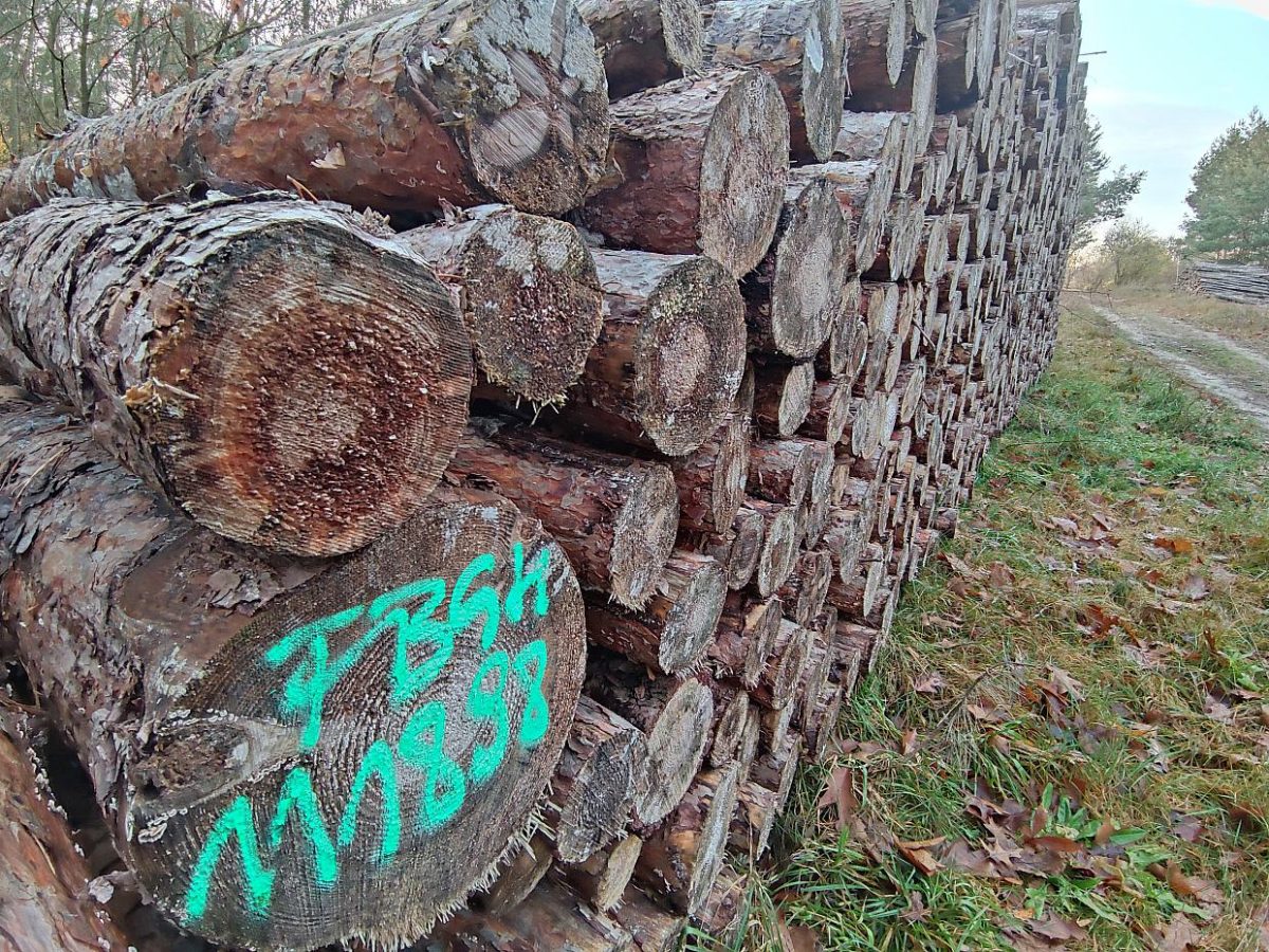 Kritik bei Grünen zu Holzheizungen im GEG - bei Kurznachrichten Plus