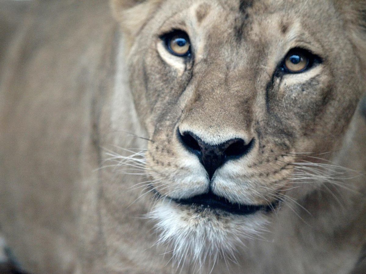 „Vier Pfoten“ sieht Sicherheitsmängel bei Haltung von Großkatzen - bei Kurznachrichten Plus