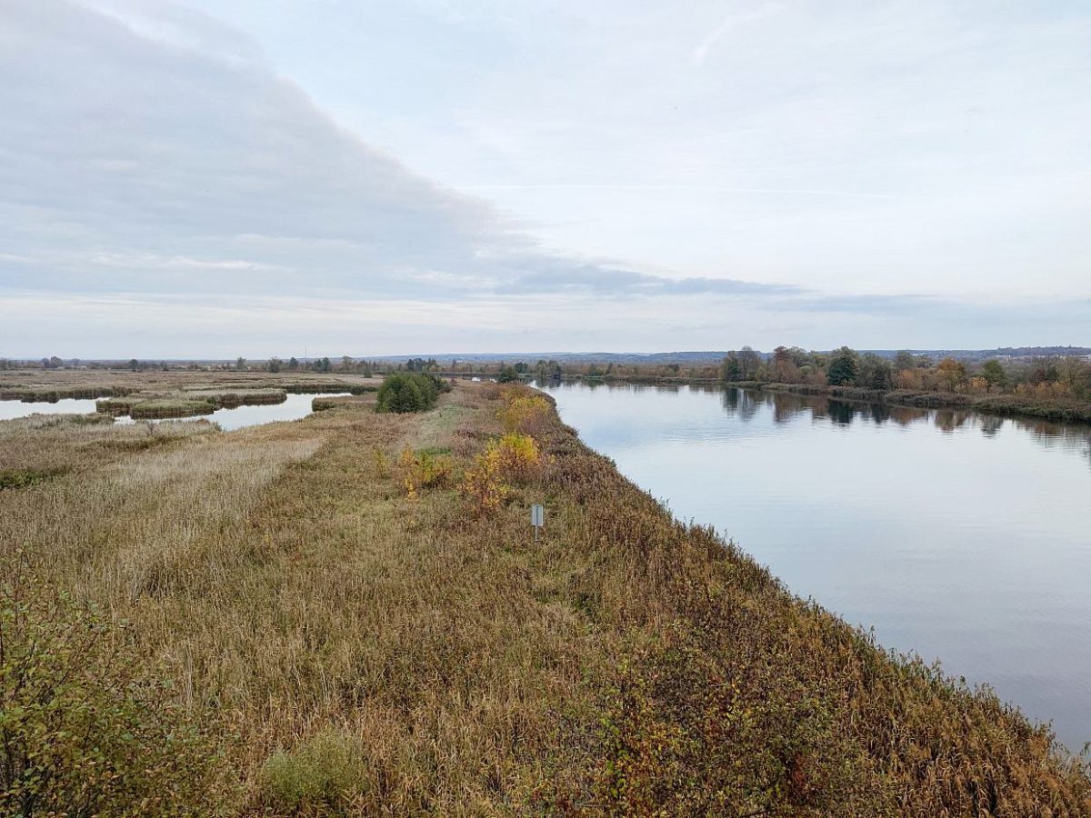 Lemke fürchtet erneutes massenhaftes Fischsterben in der Oder - bei Kurznachrichten Plus