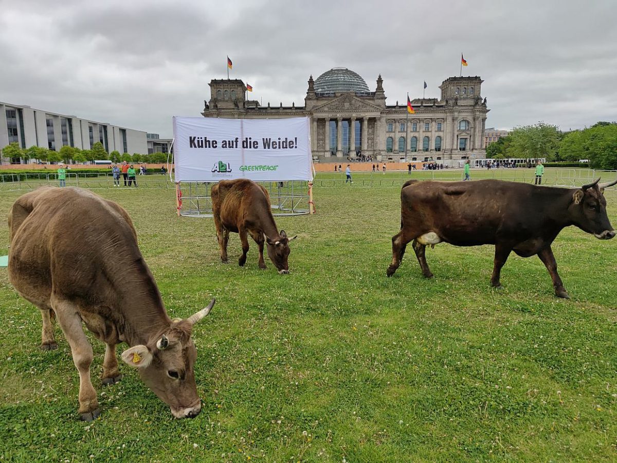 Greenpeace protestiert mit Kühen vor dem Reichstag - bei Kurznachrichten Plus