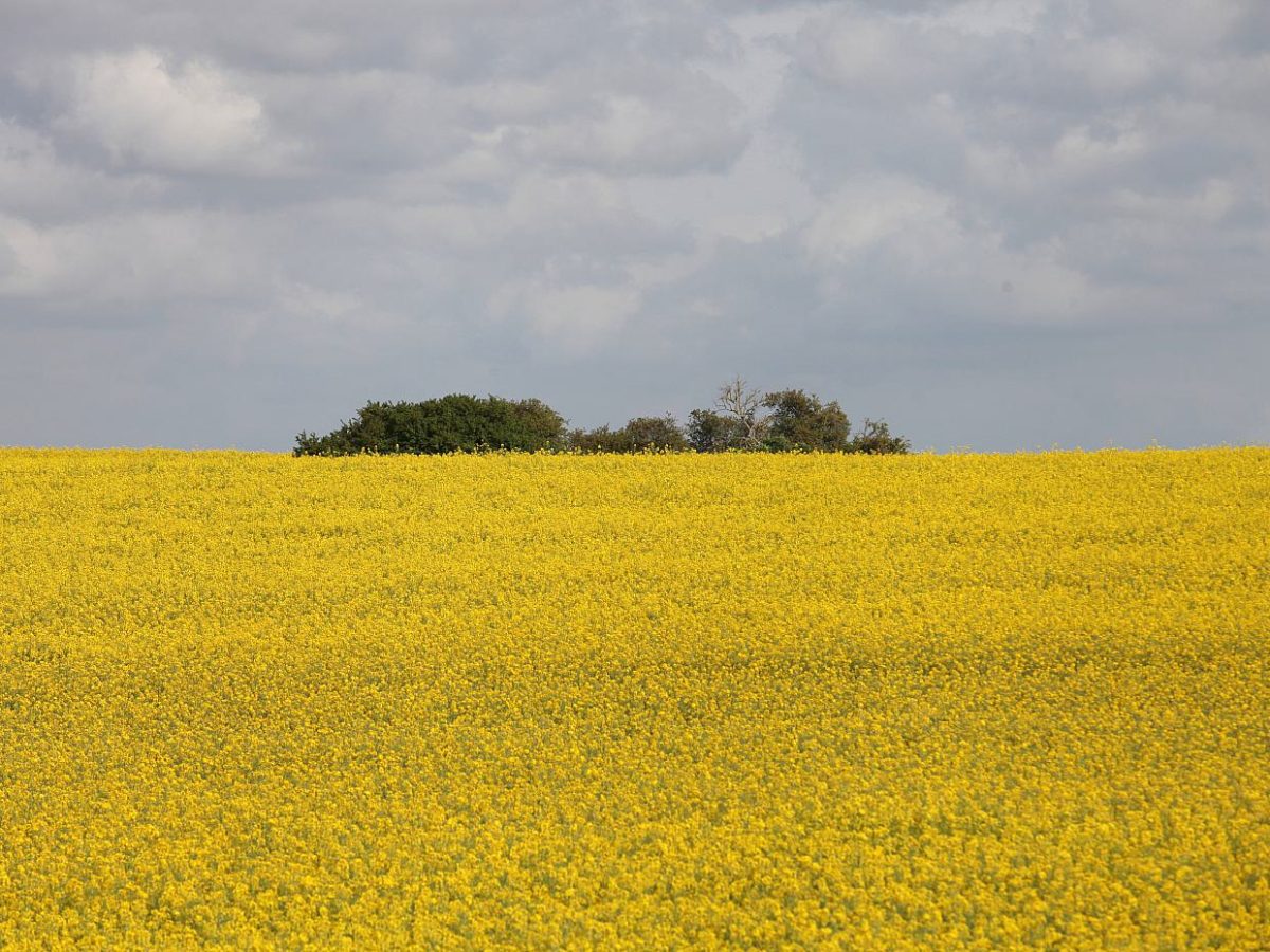 Erzeugerpreise landwirtschaftlicher Produkte sinken weiter - bei Kurznachrichten Plus