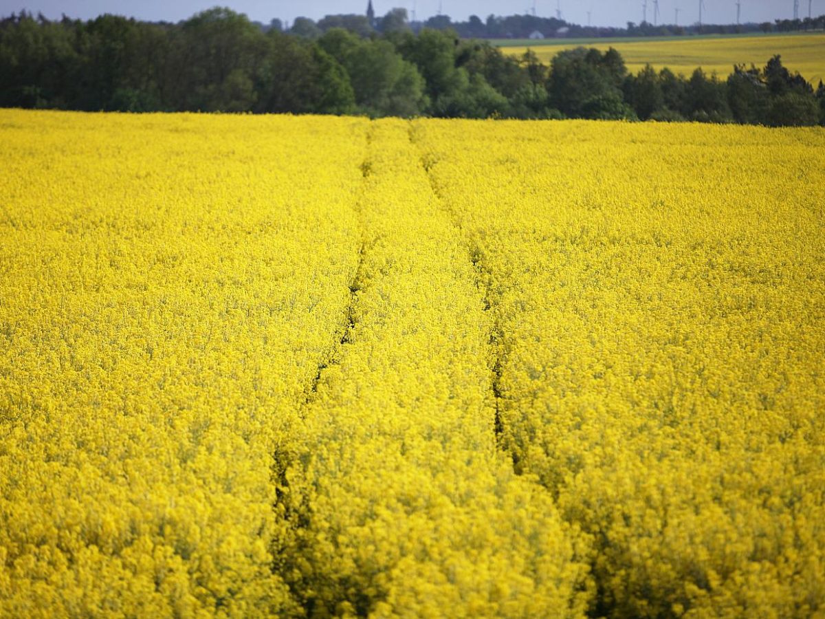 Landwirtschaftliche Erzeugerpreise weiter rückläufig - bei Kurznachrichten Plus