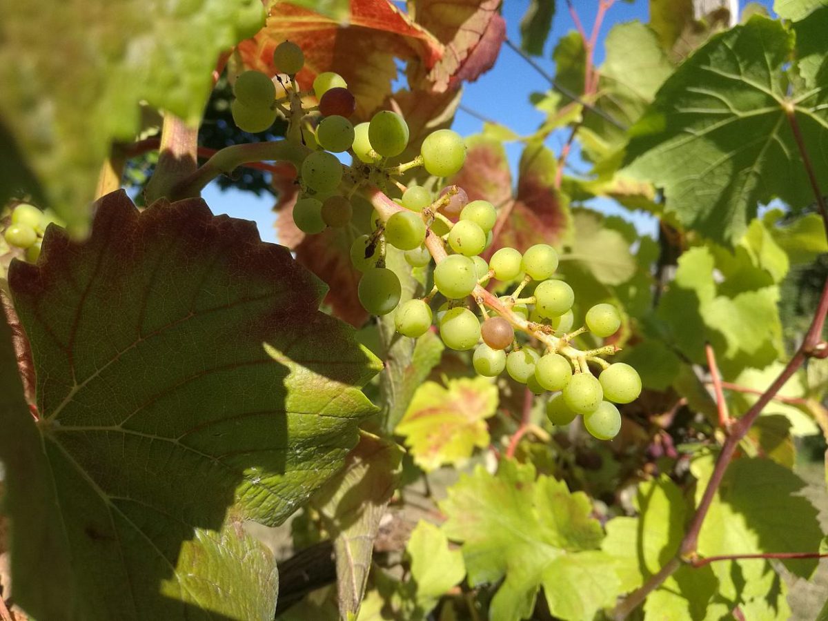 Wein-Produktion geht zurück - bei Kurznachrichten Plus