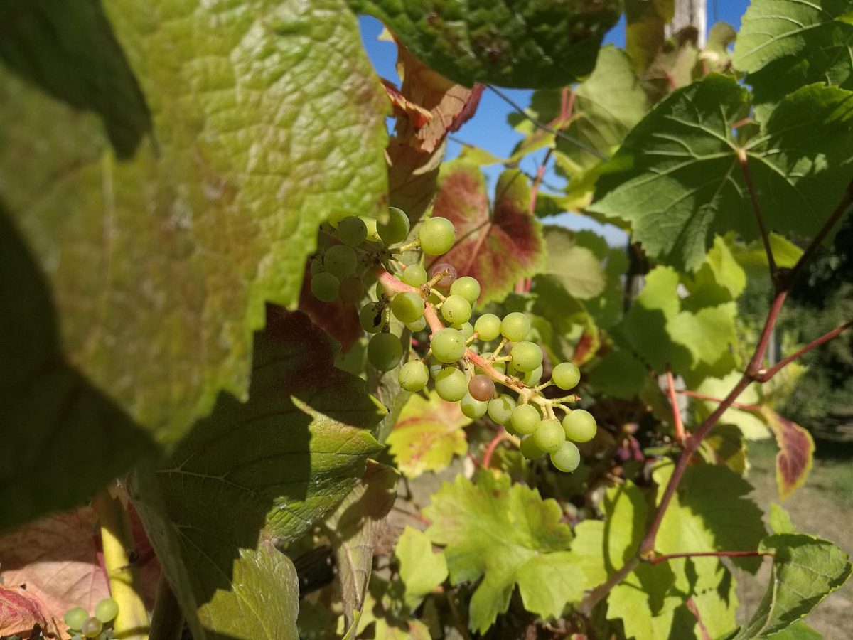 Imkerbund warnt vor Schäden für Weinanbau durch Asiatische Hornisse - bei Kurznachrichten Plus