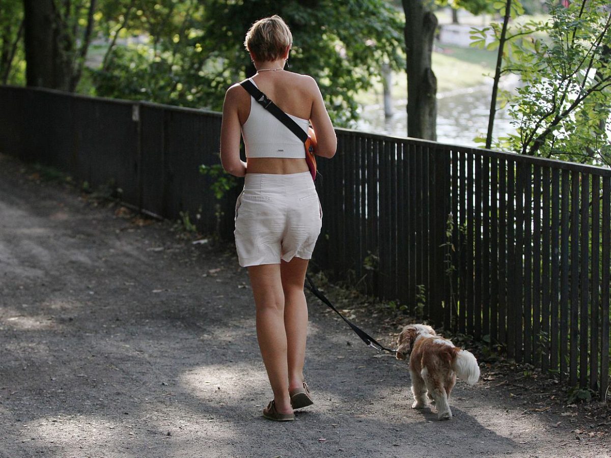 Erneut Rekordeinnahme aus Hundesteuer - bei Kurznachrichten Plus