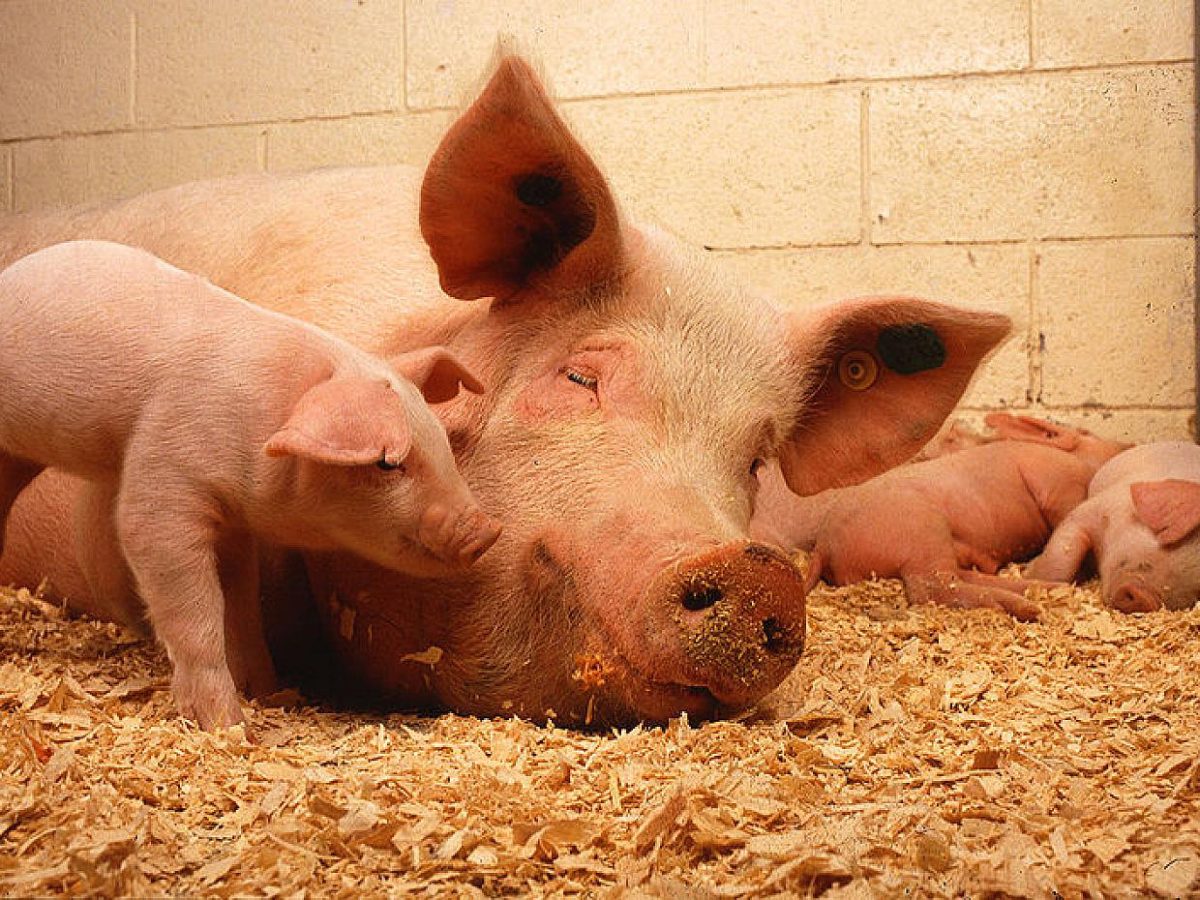 Sachsen-Anhalt will Regeln für Schweinehaltung verschärfen - bei Kurznachrichten Plus