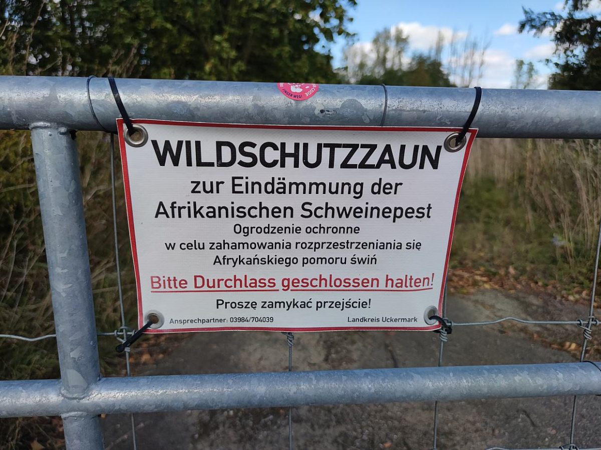 Schweinepest-Sperrzone in Brandenburg weiter verkleinert - bei Kurznachrichten Plus