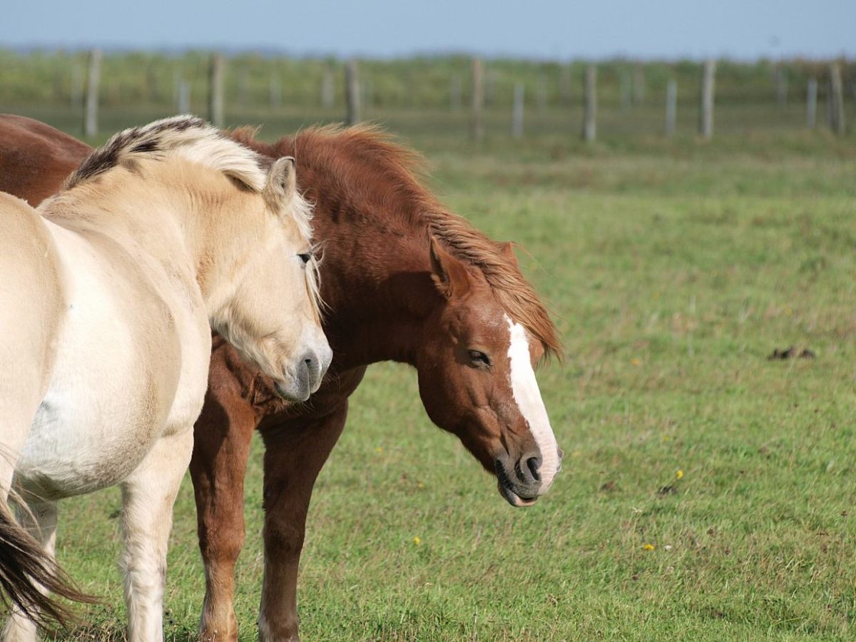 Reiter fordern niedrigere Gebühren für Tierärzte - bei Kurznachrichten Plus