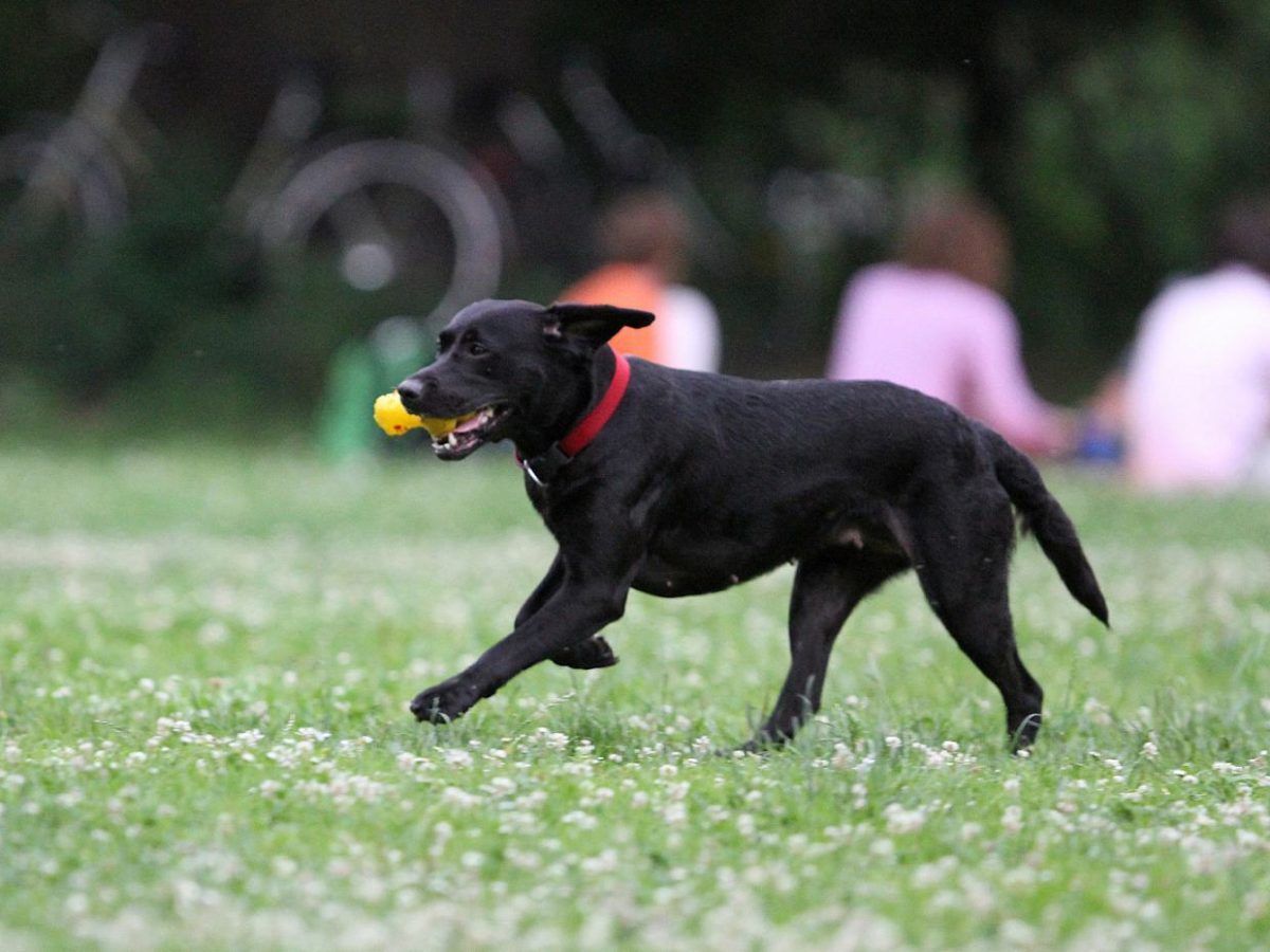 Erneut Rekordeinnahmen aus der Hundesteuer - bei Kurznachrichten Plus