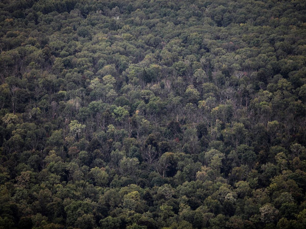 NRW-Waldbauern wollen Verdopplung der Wild-Abschussquoten - bei Kurznachrichten Plus