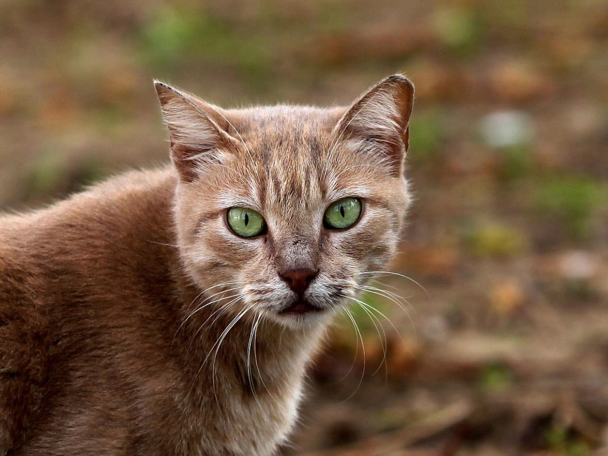 Umfrage: Mehrheit fordert Kastration von freilaufenden Katzen - bei Kurznachrichten Plus