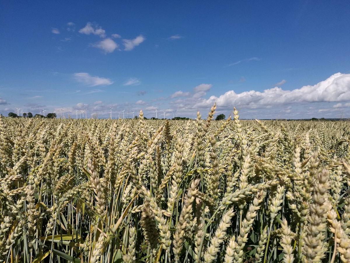 Landwirte bauen deutlich mehr Sommergetreide an - bei Kurznachrichten Plus