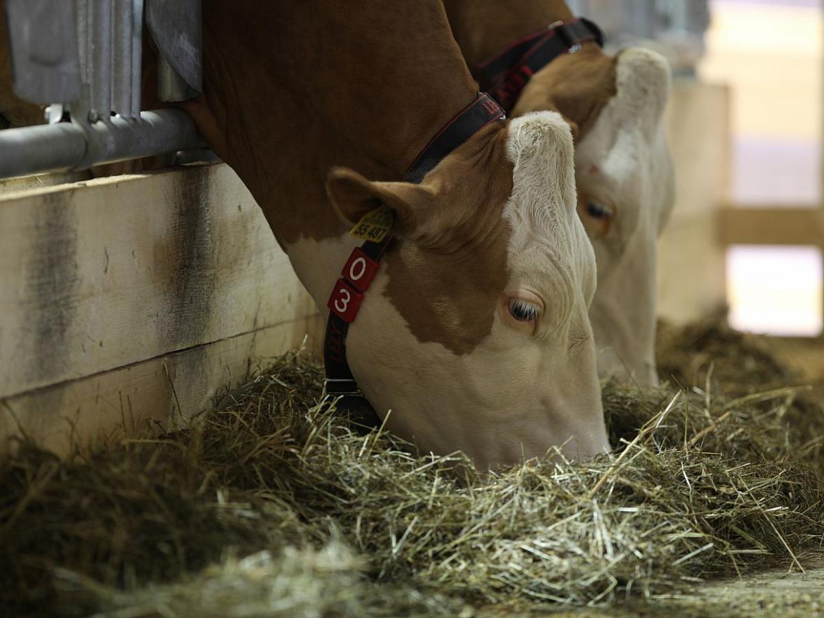 Landwirtschaftliche Erzeugerpreise steigen weiter - bei Kurznachrichten Plus