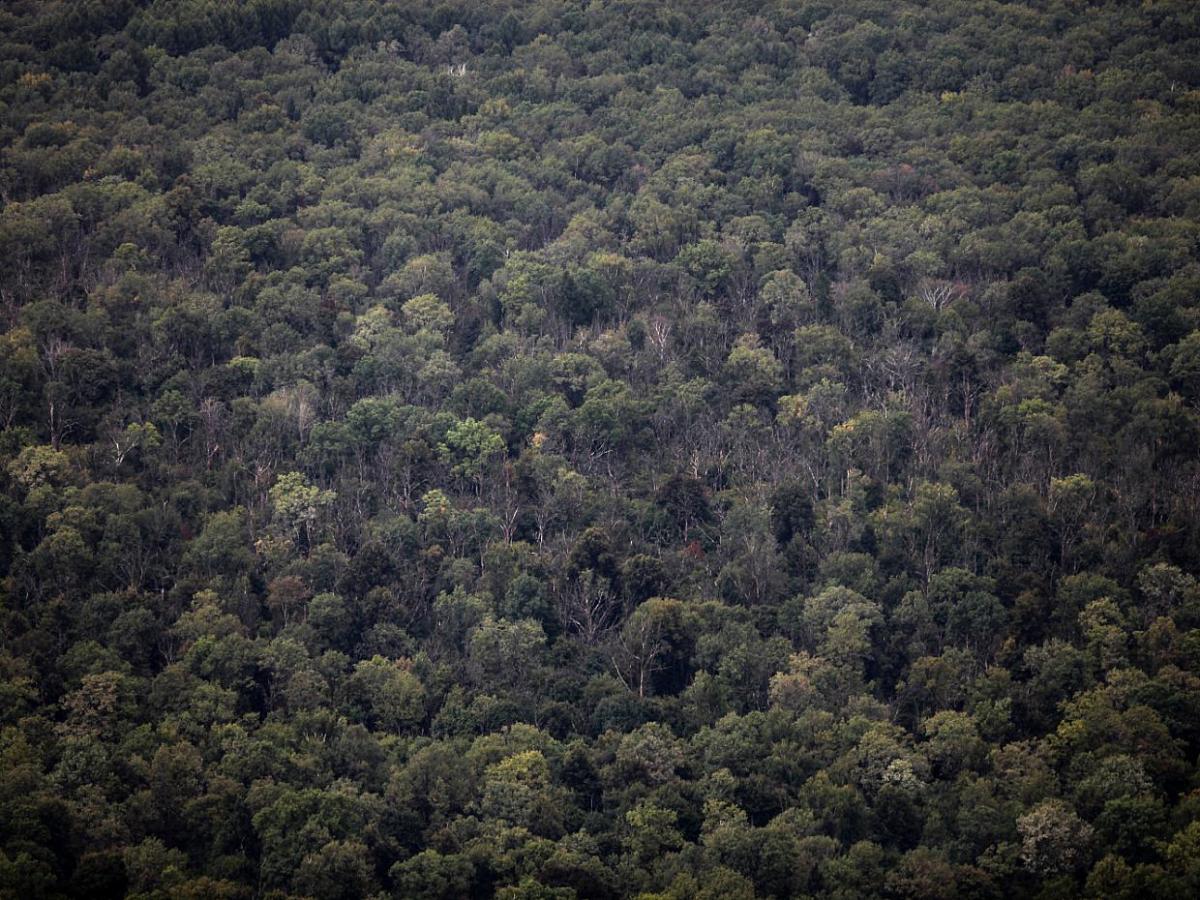 Naturverbände: Wald vermüllt immer mehr - bei Kurznachrichten Plus