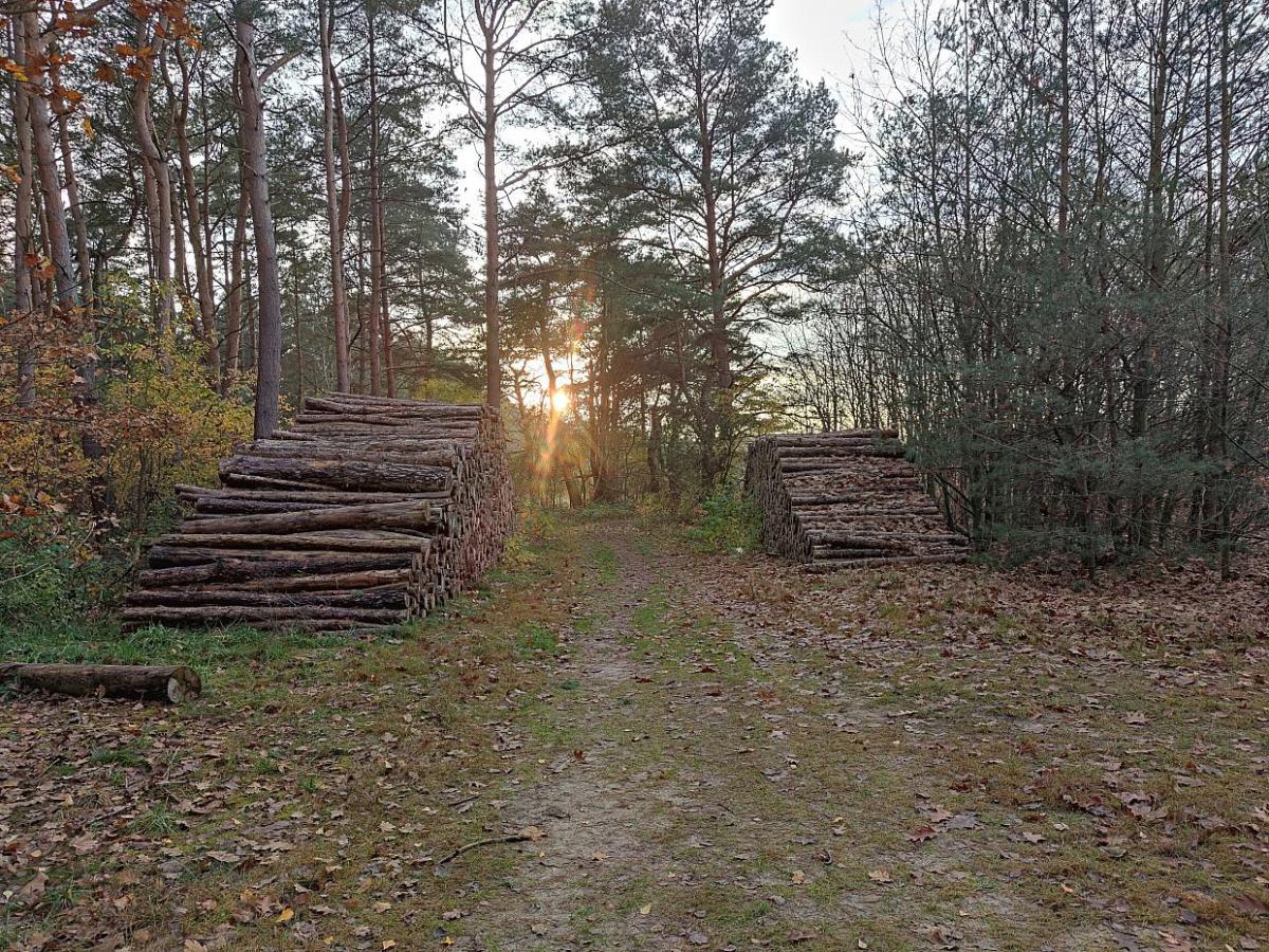 Nur jeder fünfte Baum in deutschen Wäldern ist gesund - bei Kurznachrichten Plus