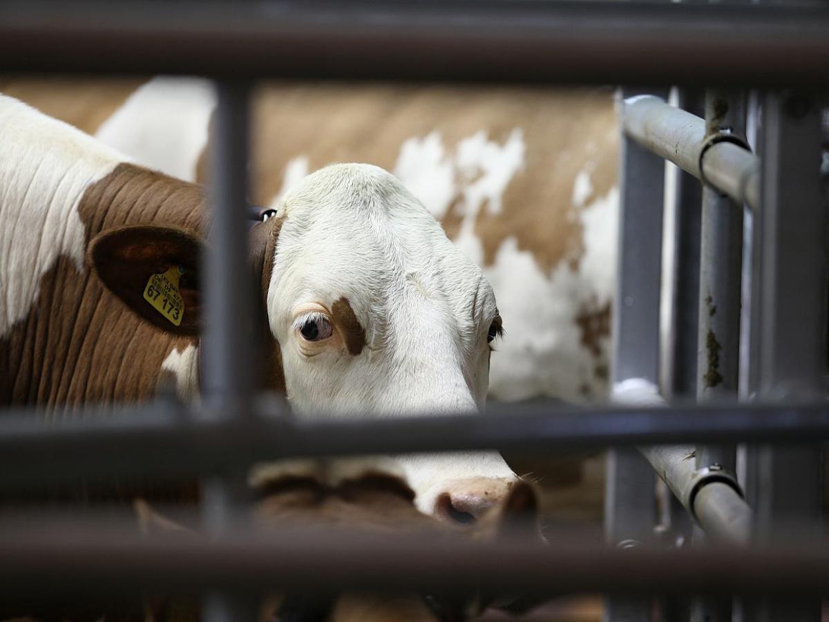 Tierschutzbund begrüßt Finanzierungsvorschlag für Stallumbauten - bei Kurznachrichten Plus