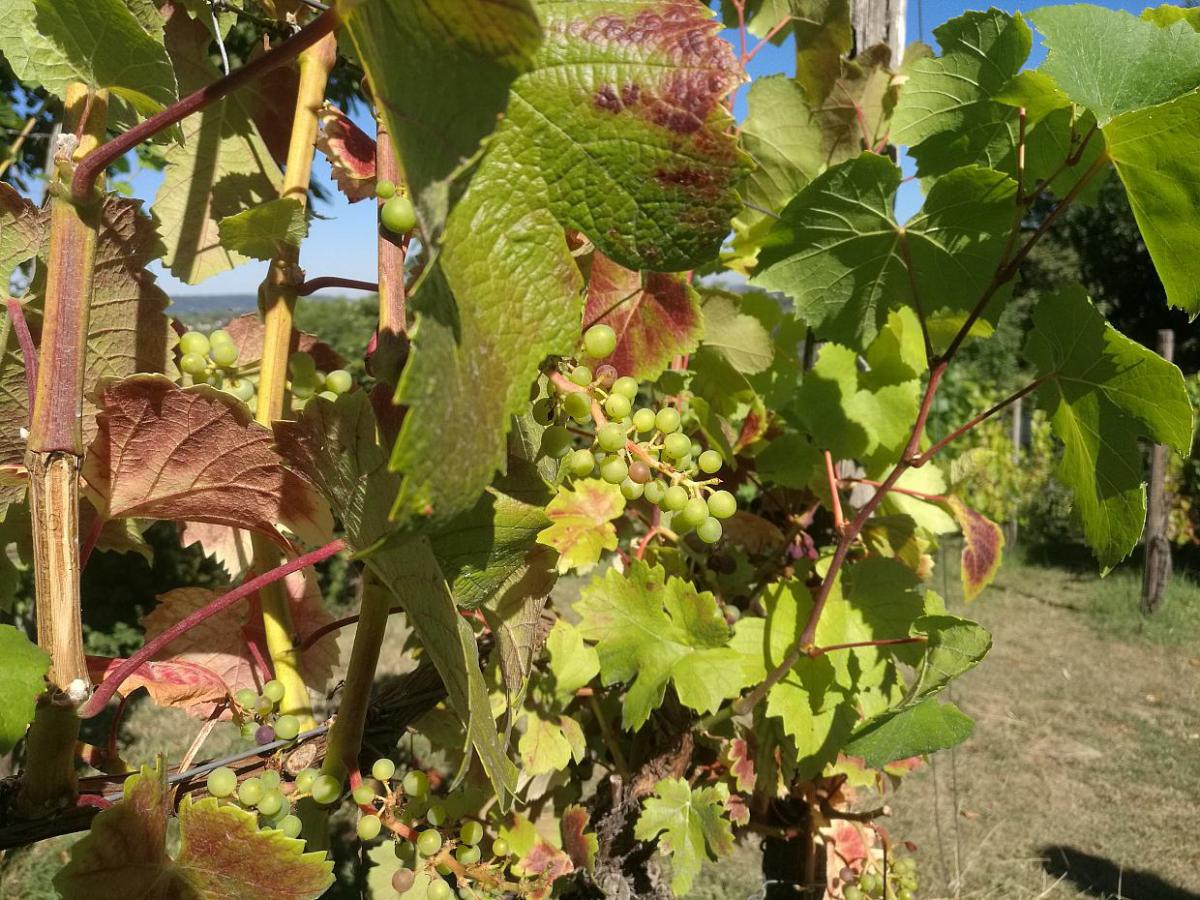 Weinbauverband befürchtet nach Frostnächten Ernteausfall - bei Kurznachrichten Plus